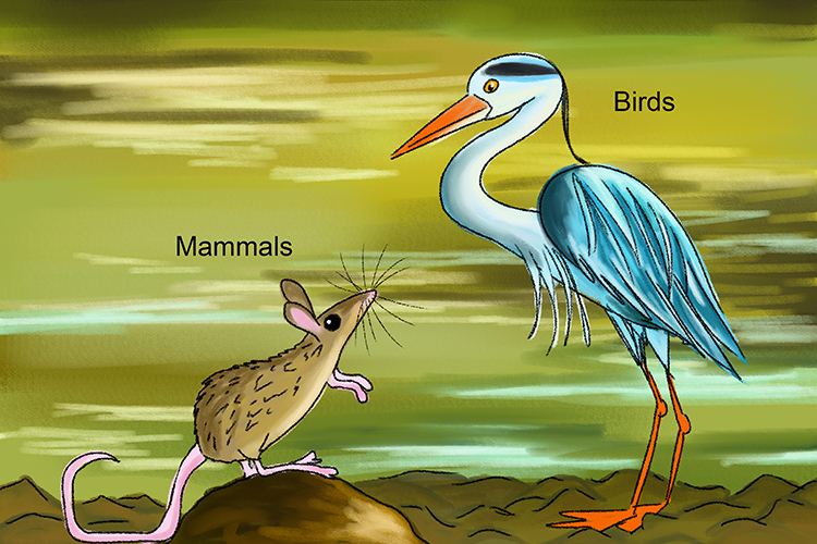 Image of mammals and birds as warm blooded categories of vertebrates